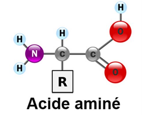 Acides aminés