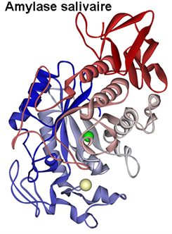 amylase salivaire