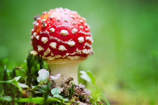 Intoxication par les champignons vénéneux