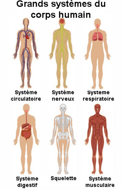 Activités et grands systèmes de l'organisme