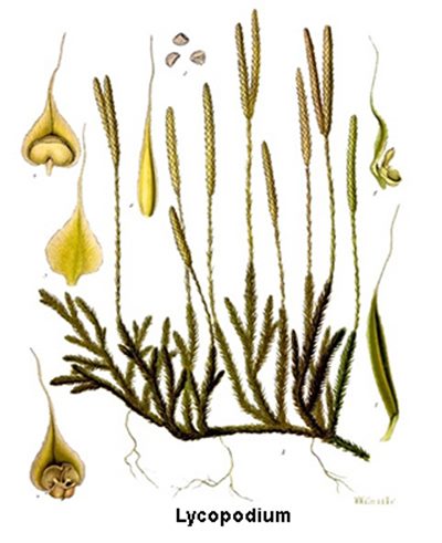 Lycopodium (homéopathie)