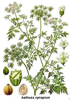 aethusa cynapium
