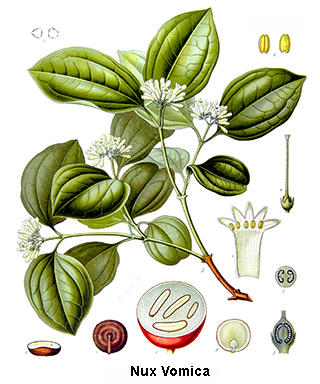 Nux vomica grossesse