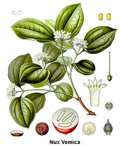 nux vomica