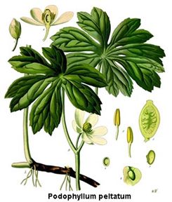 podophyllum peltatum