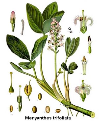 Menyanthes (Homéopathie)