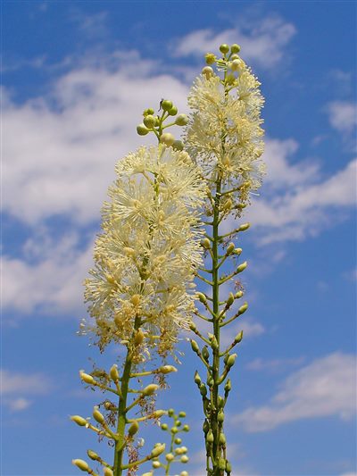 Actaea racemosa (homéopathie)