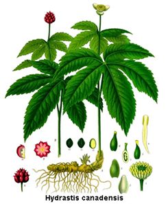 hydrastis canadensis