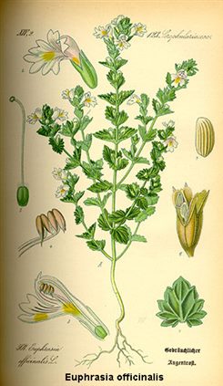 euphrasia officinalis
