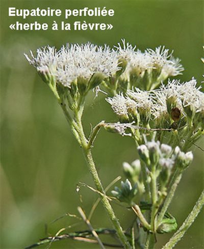 Eupatorium perfoliatum (homéopathie)