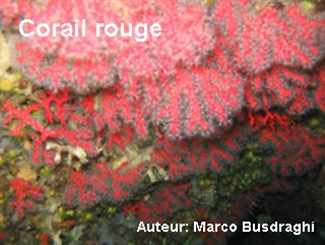 corail rouge
