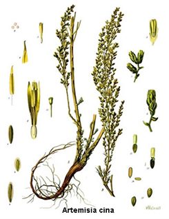 artemisia cina