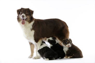 lait de chienne