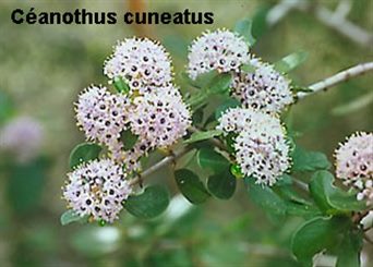 ceanothus cuneatus