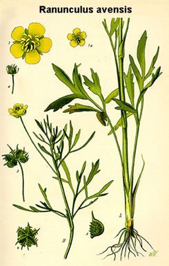 ranunculus avensis