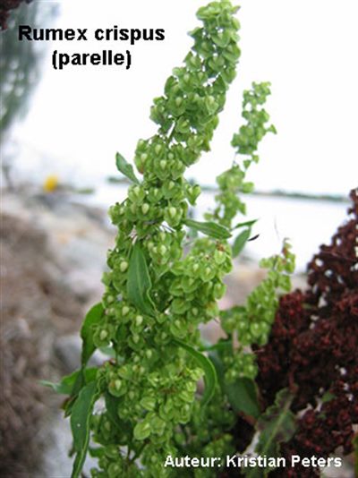 Rumex crispus (homéopathie)