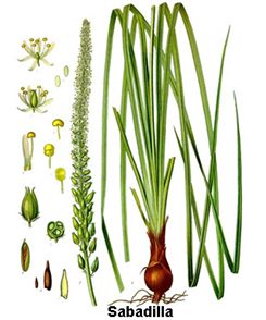 sabadilla