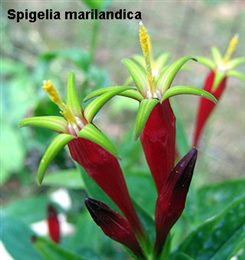 spigelia marilandica