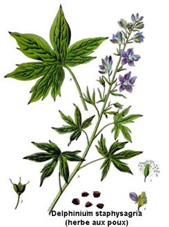 delphinium staphysagria