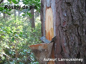 résine de pin