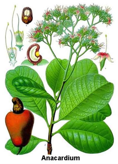 Anacardium (homéopathie)