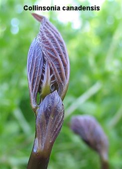 collinsonia canadensis