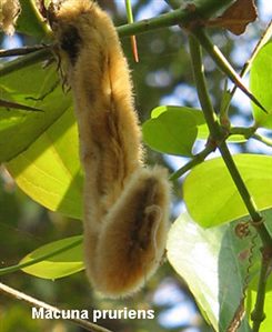 macuna pruriens