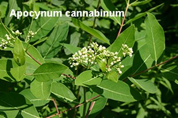 apocynum cannabinum
