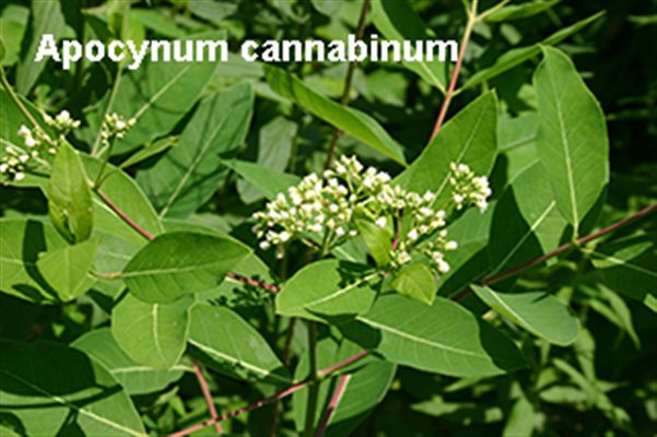 Apocynum cannabinum (homéopathie)