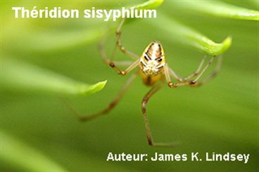 theridion