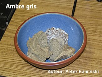 ambre gris