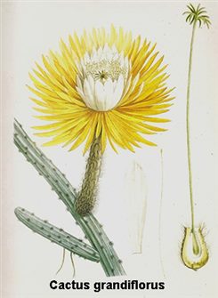 cactus grandiflorus