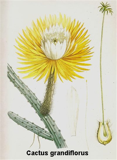 Cactus grandiflorus (homéopathie)