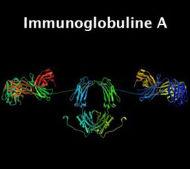 immunoglobuline A