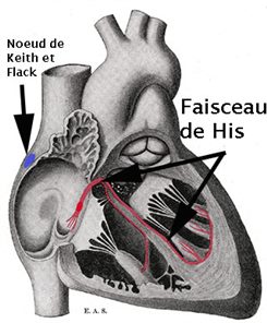 faisceau de His