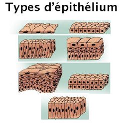 épithélium