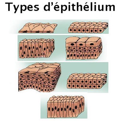 Épithélium