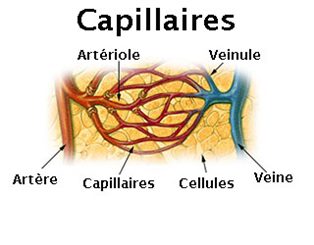 capillaires