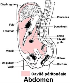 abdomen