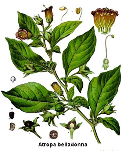 Belladonna (homéopathie)