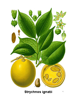 Ignatia Homeopathie Posologie Traitement Indications Docteurclic Com Ignatia Homeopathie Posologie Traitement Indications Docteurclic Com