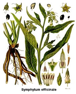 symphytum officinale