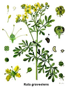 ruta graveolens