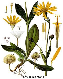arnica montana