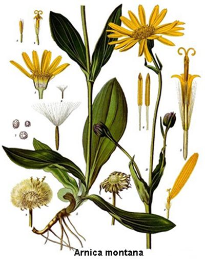 Arnica (homéopathie)