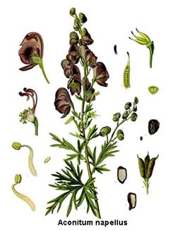 aconitum napellus