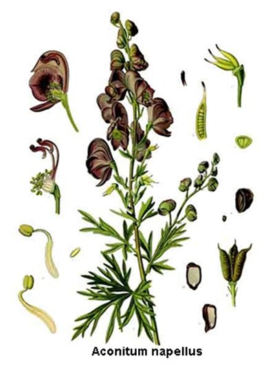 Aconitum (homéopathie)