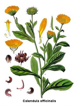 calendula officinalis