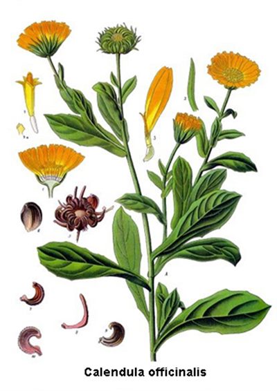 Calendula (homéopathie)