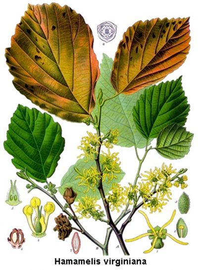 Hamamelis (homéopathie)